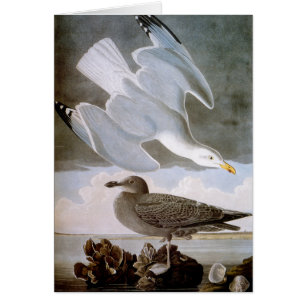 Audubon: Gaviota de arenques