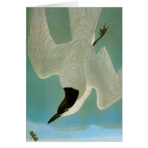 Audubon: Golondrina de mar Gaviota-Cargada en
