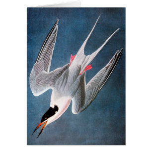 Audubon: Golondrina de mar rosada