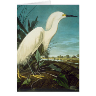 Audubon: Grasa