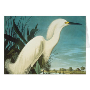 Audubon: Grasa