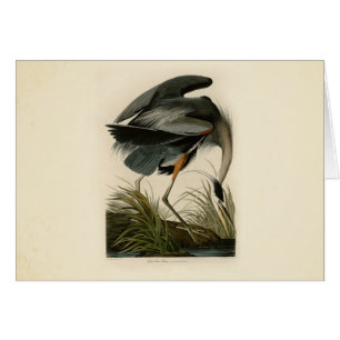 Audubon Great Blue Heron Marsh Bird
