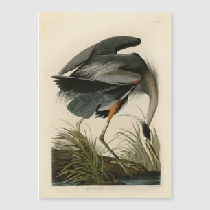 Audubon Great Blue Heron Marsh Bird