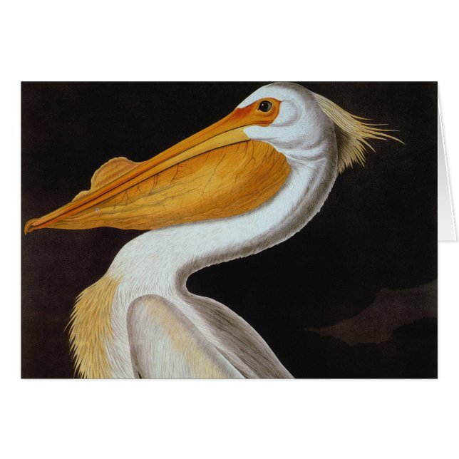 Audubon: Great White Pelican (Anverso (Horizontal))