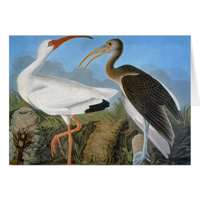 Audubon: Ibis blanco (Anverso (Horizontal))