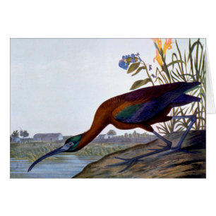 Audubon: Ibis brillante