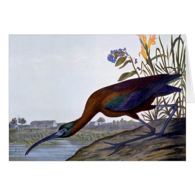 Audubon: Ibis brillante (Anverso (Horizontal))