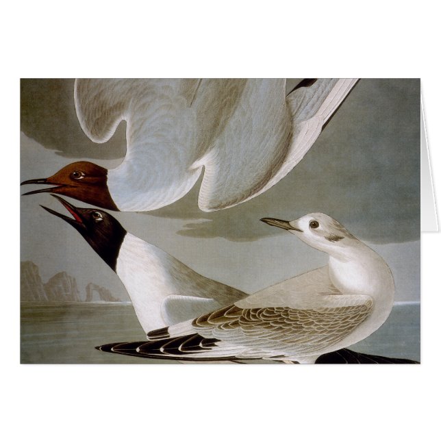 Audubon: La Gula de Bonaparte (Anverso (Horizontal))