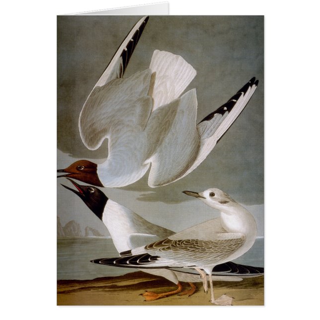 Audubon: La Gula de Bonaparte (Frente)