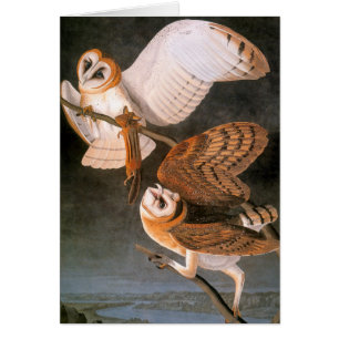 Audubon: Lechuza común