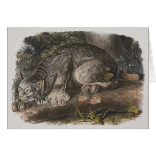 Audubon - lince canadiense