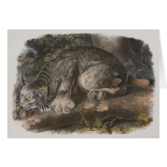 Audubon - lince canadiense (Anverso (Horizontal))
