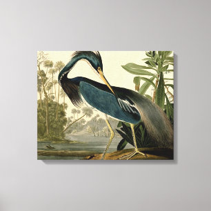 Audubon Louisiana Garza Aves América Arte