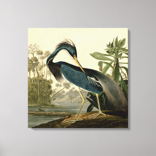 Audubon Louisiana Garza Aves América Arte