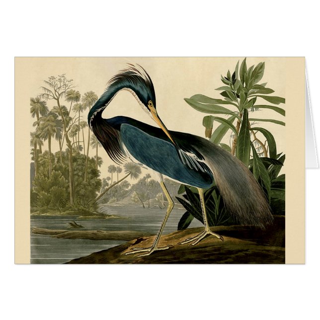 Audubon Louisiana Heron Birds America Art (Anverso (Horizontal))
