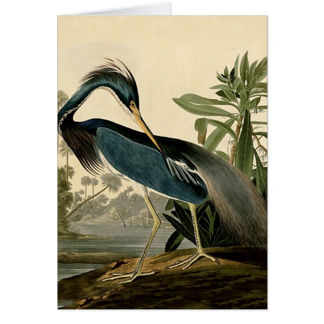 Audubon Louisiana Heron Birds America Art (Frente)