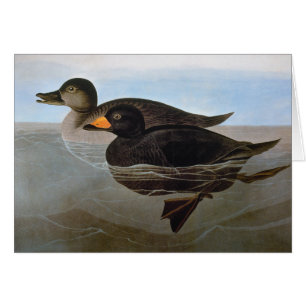 Audubon: Negreta negra