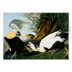 Audubon: Pato de eíder