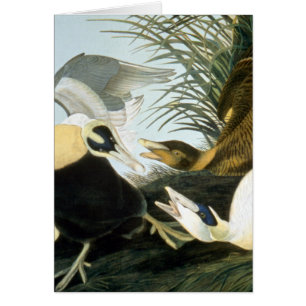 Audubon: Pato de eíder