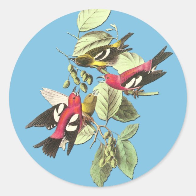 Audubon Pegatinas de Arte de Aves Cruzadas y Blanc (Anverso)