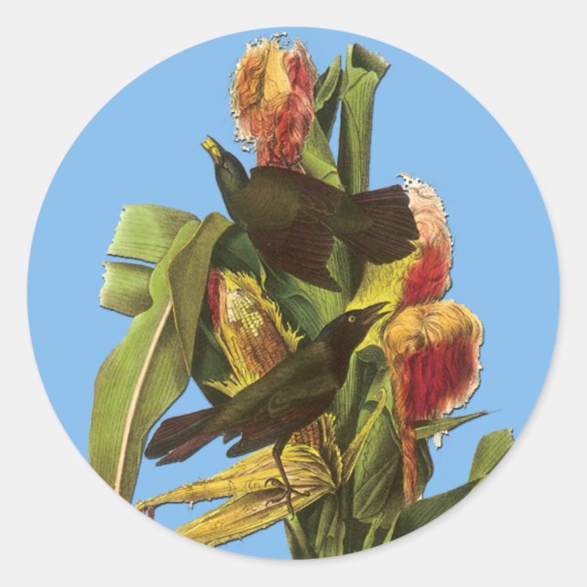 Audubon Pegatinas de Arte de Aves Grackles (Anverso)