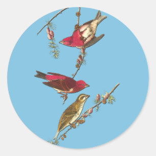 Audubon Purple Finch Bird Pegatinas
