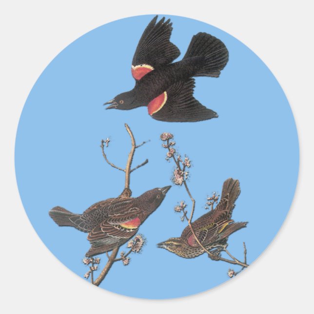 Audubon Red Wingbird Blackbird Pegatinas de arte (Anverso)
