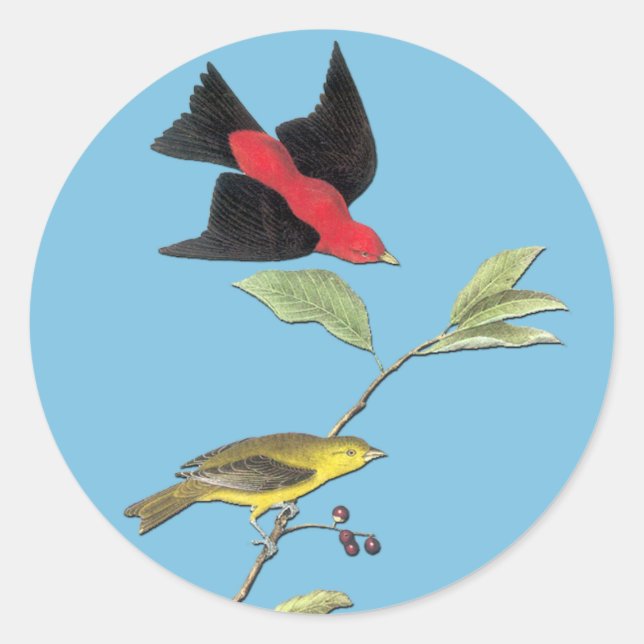 Audubon Scarlet Tanager Pegatinas de arte para ave (Anverso)