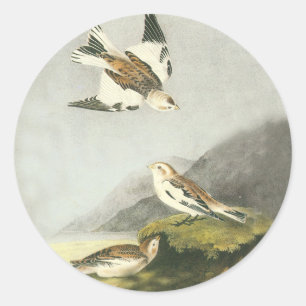 Audubon Snow Bunting Bird Art Pegatinas