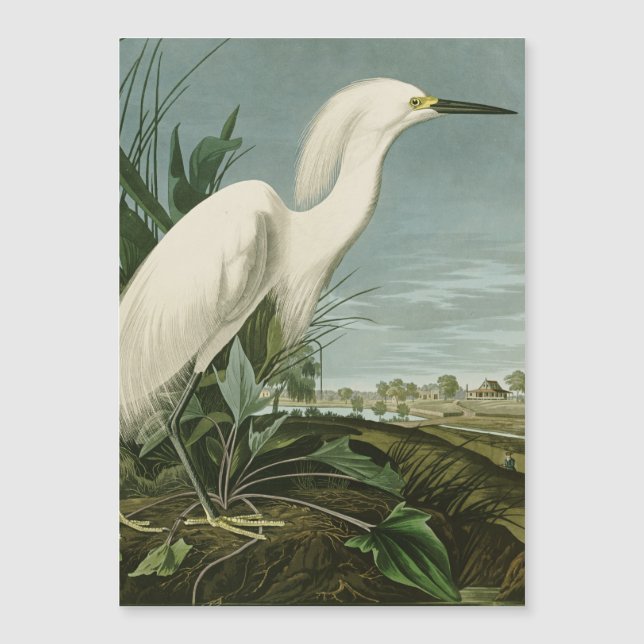 Audubon Snowy Heron White Egret Bird Birding (Anverso)