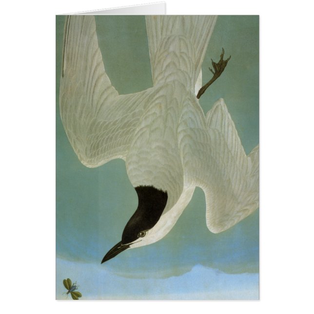 Audubon: Tierra Con Gaviotas (Frente)