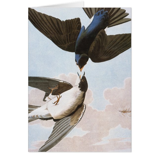Audubon: Tragar árbol (Frente)