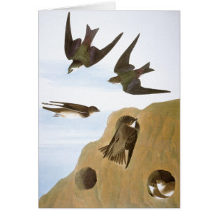 Audubon: Tragos