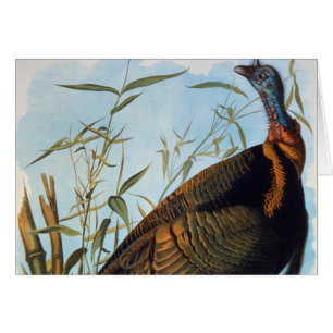 Audubon: Turquía salvaje