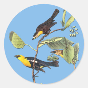 Audubon Yellow Heather Blackbird Pegatinas de arte