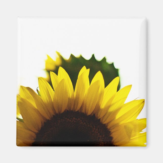 Auge y imán (Frente)