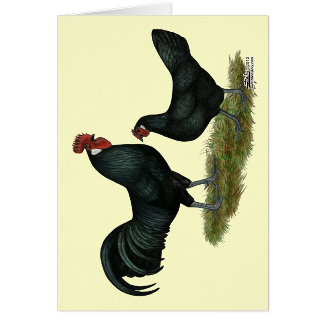 Augsburger Chickens (Frente)