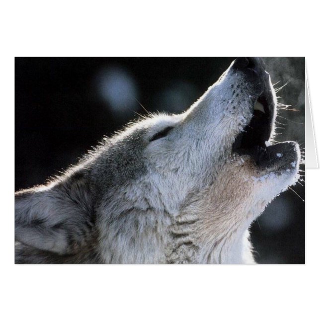 aullar (Anverso (Horizontal))