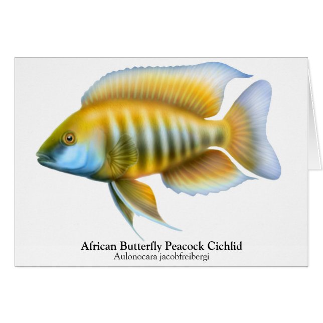 Aulonocara jacobfreibergi Peacock Cichlid Card (Anverso (Horizontal))
