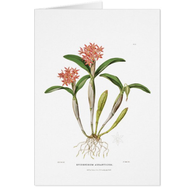 Aurantiaca de Guarianthe (Frente)