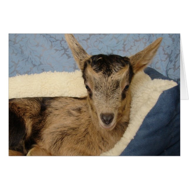 Aussie (Anverso (Horizontal))