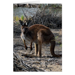 Aussie Bush Kangaroo,