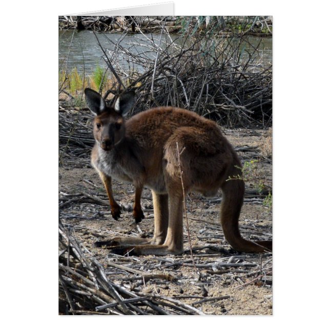 Aussie Bush Kangaroo, (Frente)