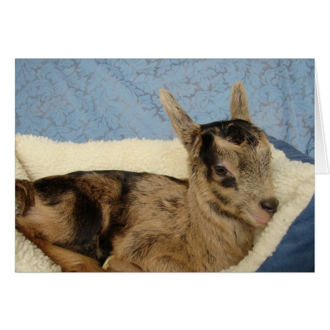 Aussie malcriado (Anverso (Horizontal))