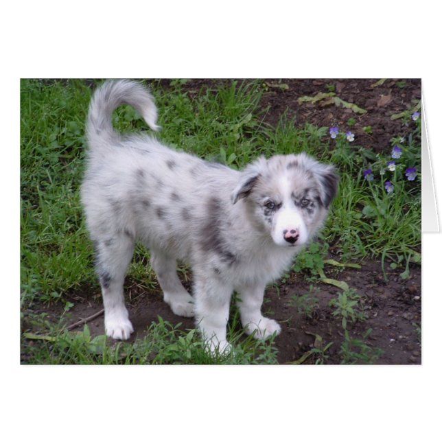 Aussie Puppy (Anverso (Horizontal))