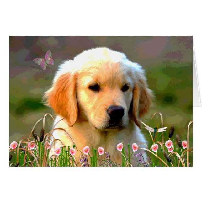 Austin El Labrador Dorado (Anverso (Horizontal))