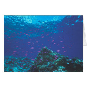Australia, Gran Barrera de Coral. Enjambre Púrpura