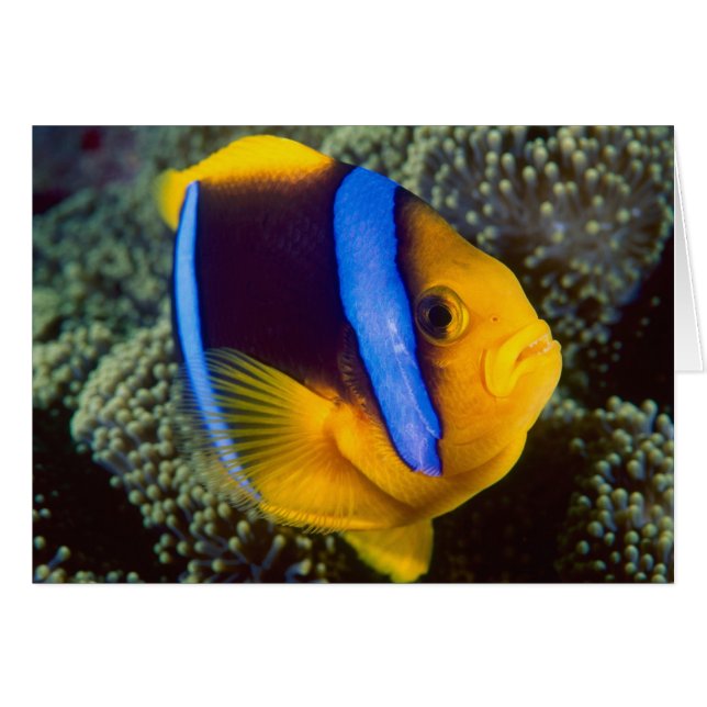 Australia, Gran Barrera de Coral, Pez payaso (Anverso (Horizontal))