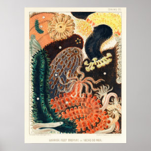 Australia, Gran Barrera de Coral, poster de arte v