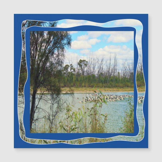 Australia Pelican Flock River Murray, (Anverso)